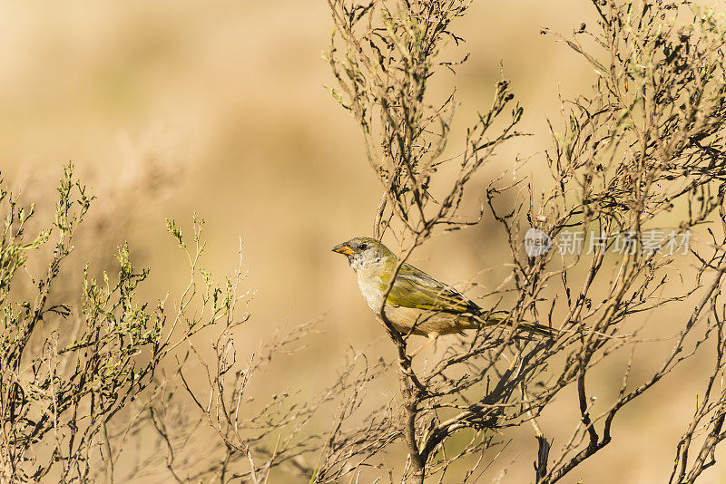 潘帕・芬奇(Embernagra platensis)